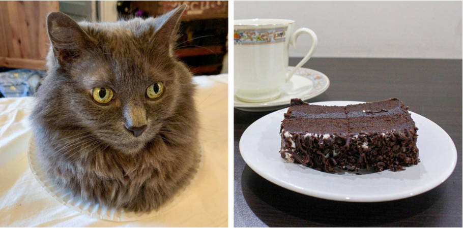 Кошка и сладкое. Кошкам можно сладкое. Cat eating Chocolate. От сладкого у кошки. Можно кошкам сладкое